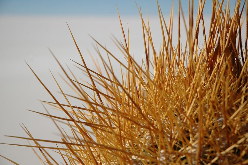 282   Fish Island, Uyuni, Boliwia
